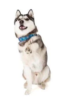 Siberian husky Stock Photos