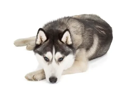 Siberian husky Stock Photos