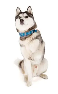 Siberian husky Stock Photos