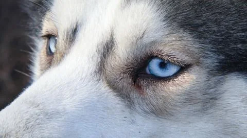 Siberian husky Stock Photos