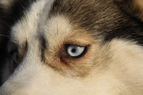 Siberian husky Stock Photos