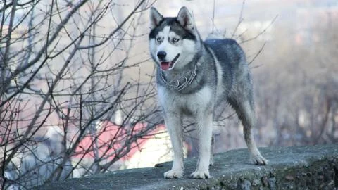 Siberian husky Stock Photos