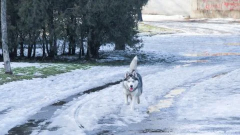 Siberian husky Stock Photos