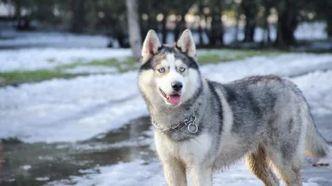 Siberian husky Stock Photos