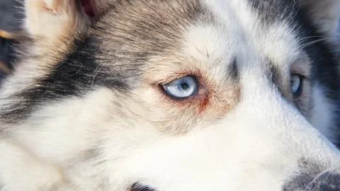 Siberian husky Stock Photos