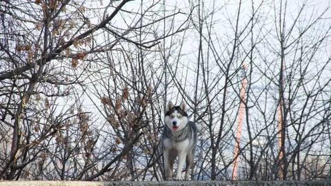 Siberian husky Stock Photos