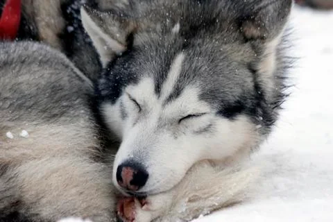 Siberian Husky Stock Photos