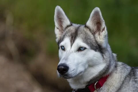 Siberian Husky Stock-Fotos
