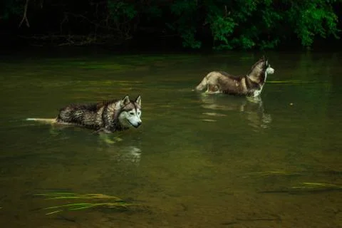 Siberian husky Stock Photos
