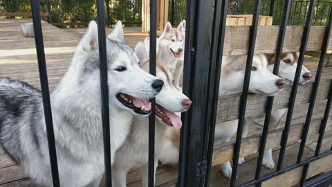 Siberian husky playing in the cage. Stock Footage 93989130