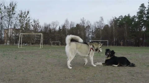 Siberian husky plays with mongrel. Stock Footage 58622438
