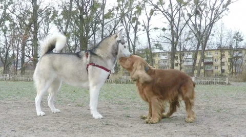 Siberian Husky plays with Spaniel. Stock Footage 58516611