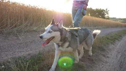 Siberian husky pulling the leash while walking at road near field at sunset Stock-Footage 304959172