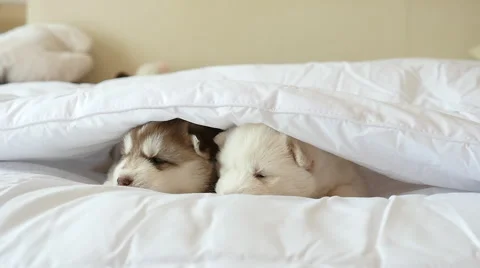 Siberian husky puppies lying on white bed under white blanket Stock Footage 59106759
