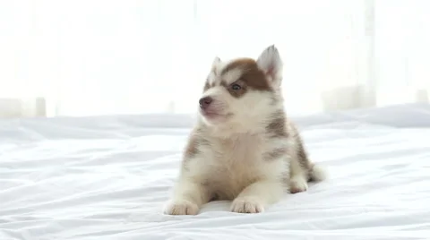 Siberian husky puppy lying on a bed and look at camera Stock Footage 68898708