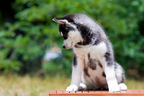 Siberian Husky puppy outdoors, 9 weeks old Stock Photos