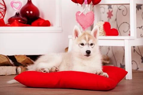 Siberian husky puppy in Studio with hearts Valentines day Stock Photos