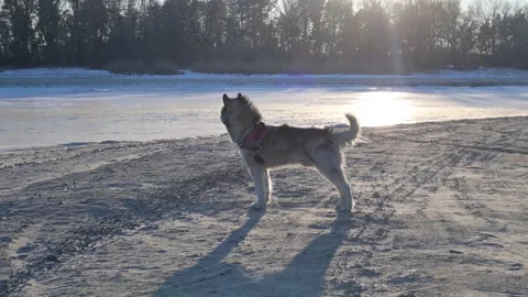 Siberian Husky with Purple Mohawk Standing on Frozen Lake at Sunset Stock-Footage 330574665