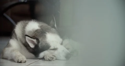 A Siberian husky resting  on the floor Stock Footage 92147445