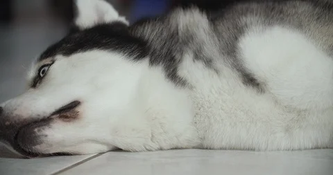 A  Siberian husky resting  on the floor Stock Footage