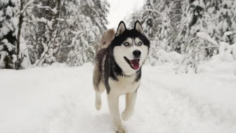 Siberian Husky runs to the camera in the forest on a path against the backdrop Stock Footage