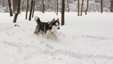 Siberian husky runs in a snow-covered forest through deep snow between branches Stock Footage