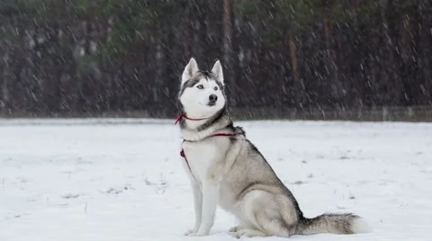 Siberian Husky saunters near a forest in snowy weather. Stock Footage