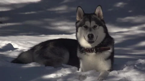 Siberian Husky  In The Snow Stock Footage 64334798