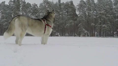 Siberian Husky stands in snow and looks around. Stockbeeldmateriaal 59357873