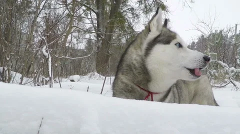Siberian Husky stands in snow and looks around. Stockbeeldmateriaal 59359996