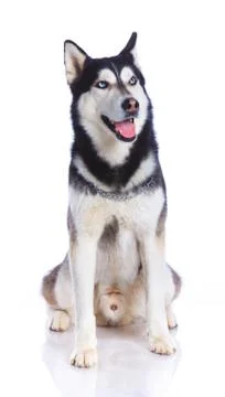 Siberian husky in studio Foto stock