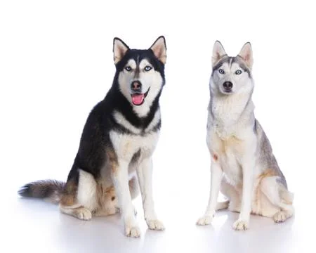 Siberian husky in studio 写真素材