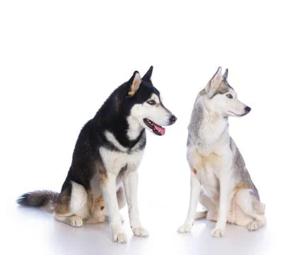 Siberian husky in studio 写真素材