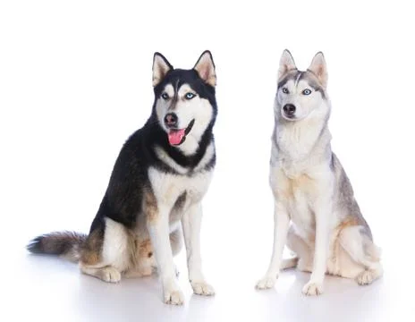 Siberian husky in studio Fotos Stock