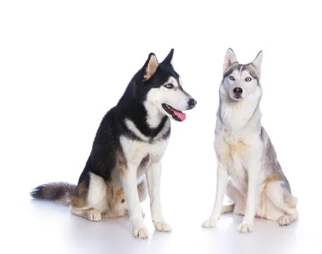 Siberian husky in studio Fotos de archivo