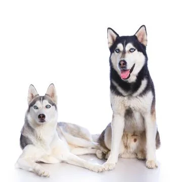 Siberian husky in studio 写真素材