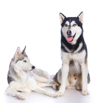 Siberian husky in studio Фото