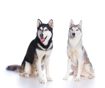 Siberian husky in studio Fotos Stock