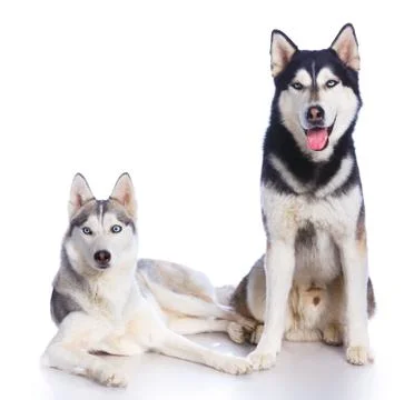 Siberian husky in studio 写真素材