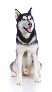 Siberian husky in studio 写真素材