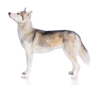 Siberian husky in studio Fotos Stock