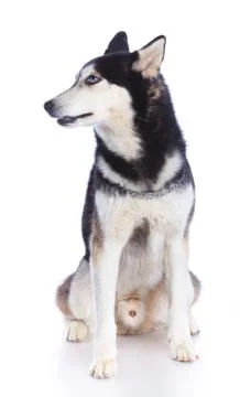 Siberian husky in studio 写真素材