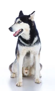 Siberian husky in studio 写真素材