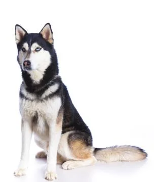 Siberian husky in studio 스톡 사진