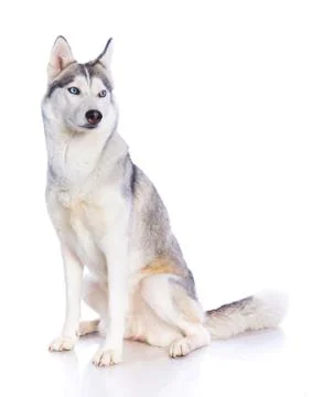 Siberian husky in studio Fotos Stock