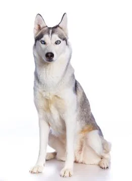 Siberian husky in studio 写真素材