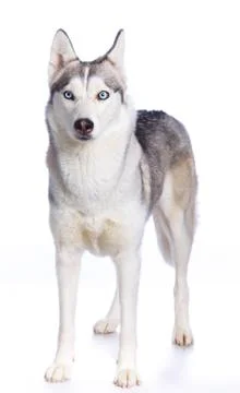 Siberian husky in studio 写真素材