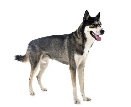 Siberian husky in studio Stock Photos