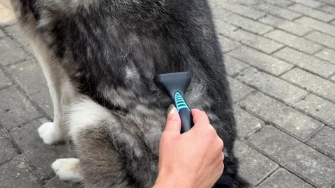 Siberian Husky undercoat combing Stock Footage 247488291