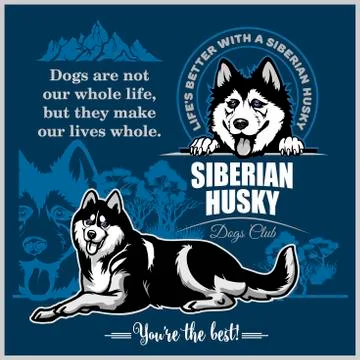 Siberian Husky - vector set for t-shirt, logo and template badges on blue Stock Illustration